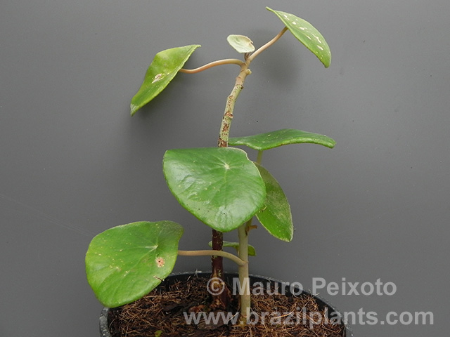 B. ibitiocensis